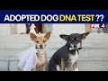 Adopted dog DNA test leads to shocking reveal