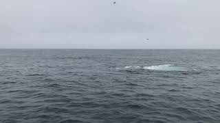 Humpback called Dos Equis in the Santa Barbara Channel