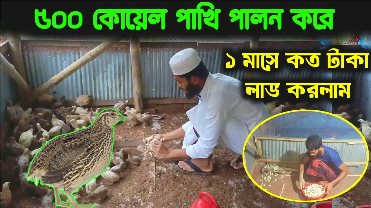 ৫০০ কোয়েল পাখি পালন করে ১ মাসে কত টাকা লাভ করলাম | Quail Farming in Bangladesh