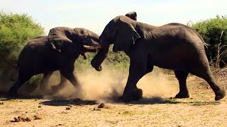 Elephant Fight Video! With Music