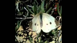 SG #116 Butterfly Shout Out to Agrarius2