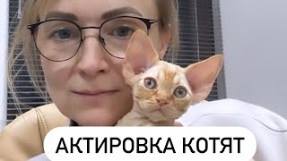 Актировка котят. Что это такое? by Anna Rudakova 2,286 views 4 months ago 1 minute, 53 seconds