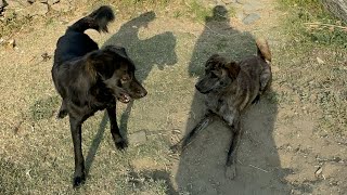 Pahadi dog | Dog reaction | #doglover #dog #dogs #naturelovers #animals #pahadidog