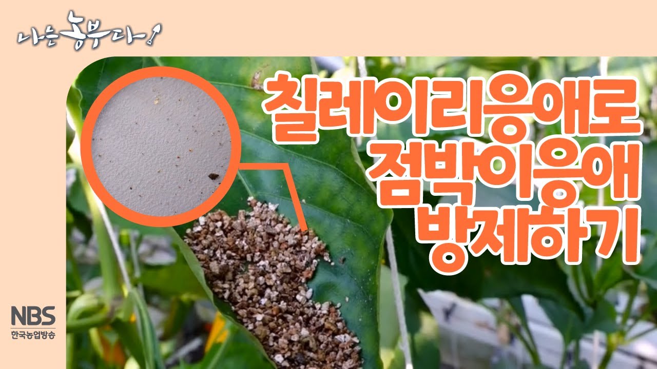[나는농부다 233회] 미생물 친환경 병충해 방제! 점박이응애의 해충 칠레이리응애로 점박이응애 퇴치 하기 - YouTube