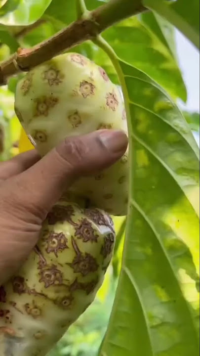 Suku Polinesia kuno pertama kali menemukan buah ini #mengkudu
