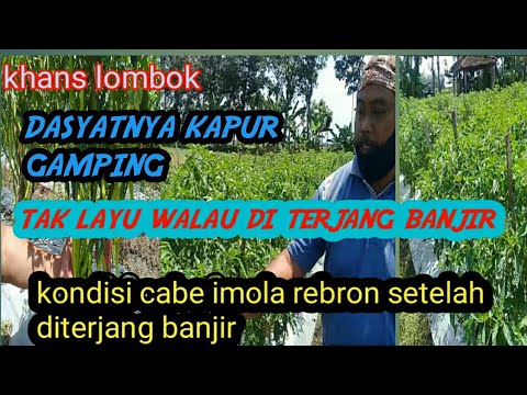 Apakah Kapur Sirih Itu Gamping