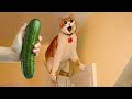 New funny animals 2023  funniest cats and dogs 