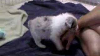 Australian Shepherd puppies by Tony T 176,488 views 17 years ago 2 minutes, 58 seconds