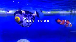SHARK EGG, LONGFIN CLOWNFISH, RIBBON EEL | Quick Aquarium Vlog #11