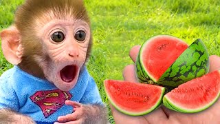 🎄🎁🐱 小猴子 BonBon 装饰准备圣诞节物品，和可爱的小猫咪一起迎接圣诞。 | BonBon奇妙屋