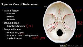 MSK Lab 1 Station 5 - Basicranium Pt 2