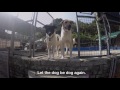 TALES SEASON：Season, Asia's Dog Whisperer