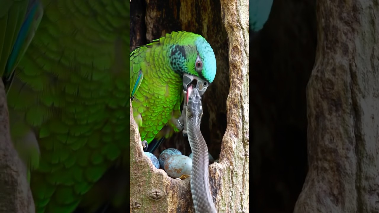 Mother Parrot’s Fight for Her Unborn Chicks – True Courage!  
