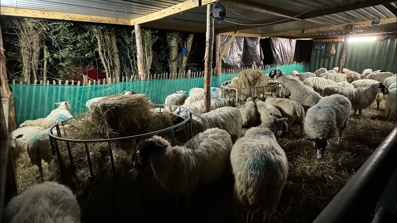 Getting the sheep shed ready