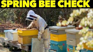 Spring Hive Inspection: Do My Bees Need a Split