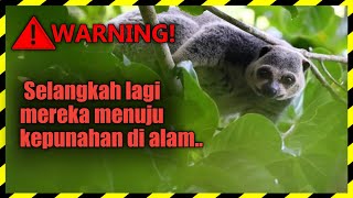 Daftar Hewan Indonesia Yang Paling Terancam Punah Di Alam