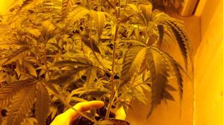 Battle of California - AN vs CYCO - Topping and Root Inoculation