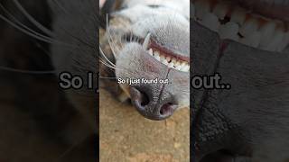 I just found out ๐ ๐ฎโ๐จ #dogshorts #shorts #fyp #puppy #dog #cutepuppy #cutedog I just found out ๐ ๐ฎโ๐จ #dogshorts #shorts #fyp #puppy #dog #cutepuppy #cutedog