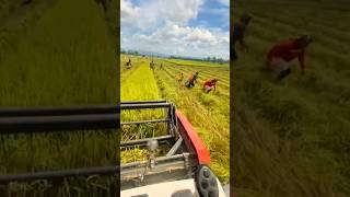 Download Lagu looking for birds during the rice harvest #riceharvest #catchingbirds #shortsvideo MP3