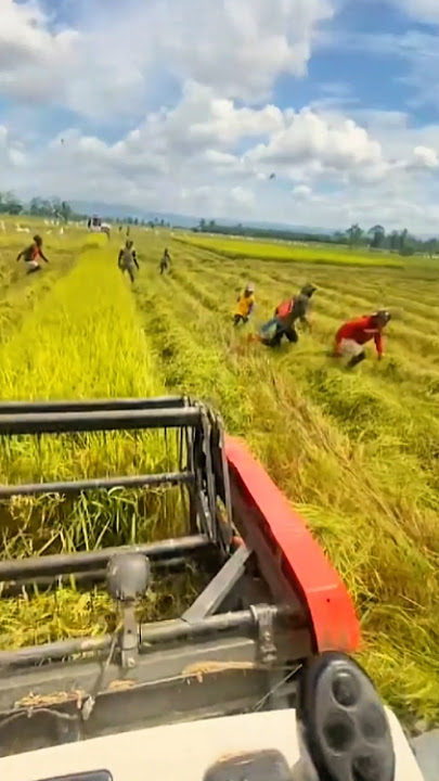 looking for birds during the rice harvest #riceharvest #catchingbirds #shortsvideo