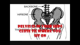 Skeletal System Hip-Pop Song