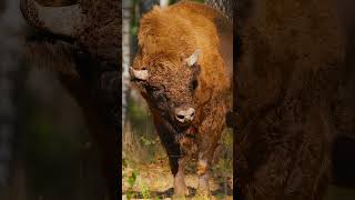 Brown bison standing peacefully #nature #wildlife #bison #happy #spinning #cute #wet #peace HA62442
