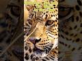 Leopard: The Phantom in the Trees | Deadliest Predators Ep.7 #Shorts