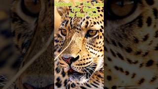 Leopard: The Phantom in the Trees | Deadliest Predators Ep.7 #Shorts