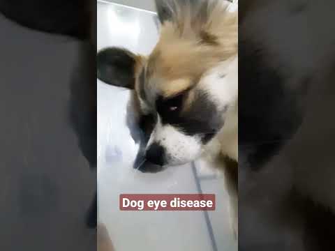 Video Dog eye disease - Bệnh mộng mắt ở chó - youtube