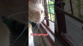 แมร๊ไม่เข้าใจ 😁 ขู่เก่ง #แมวน่ารัก #ทาสเเมว #cat #แมวซน #เทรนด์วันนี้