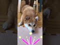 犬あるある【共感！】