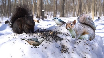 Birds and Squirrels in a Snowy Forest - 10 Hours - Mar 07, 2023