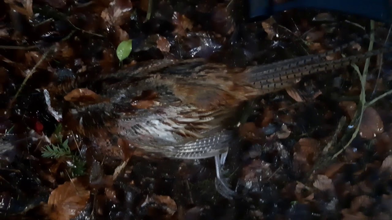 Pheasant with my pcp air rifle YouTube