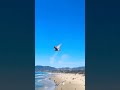 Seagulls Putting On A Show To The Music At Santa Monica Pier