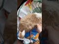 今こそ見せてやる　俺たちの #シーズー #dog