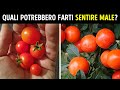 Queste Piante Sono Maestre di Mimetismo, Non Mangiarle!