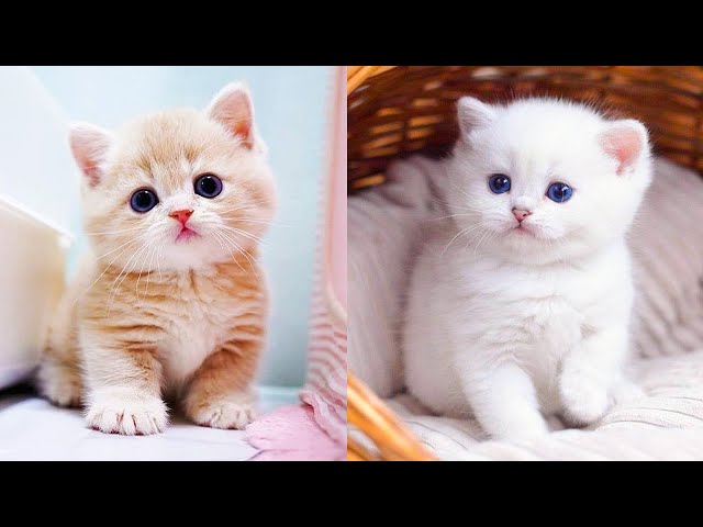 Baby Cats - Cute And Funny Cat Videos Compilation #65 | Aww Animals -  Youtube