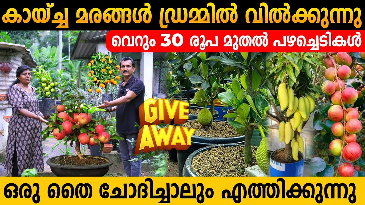 പഴചെടികൾക്ക് വെറും 30 രൂപ | ഒരു തൈ ചോദിച്ചാലും വീട്ടിൽ എത്തിക്കും | വളങ്ങൾ കൊടുക്കേണ്ട രീതി