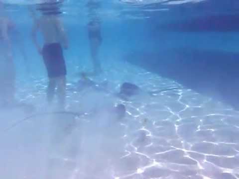 Tahiti Stingray and Shark Feeding