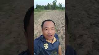 ชลประทานไม่มีจะเอาน้ำที่ใหนดำนา