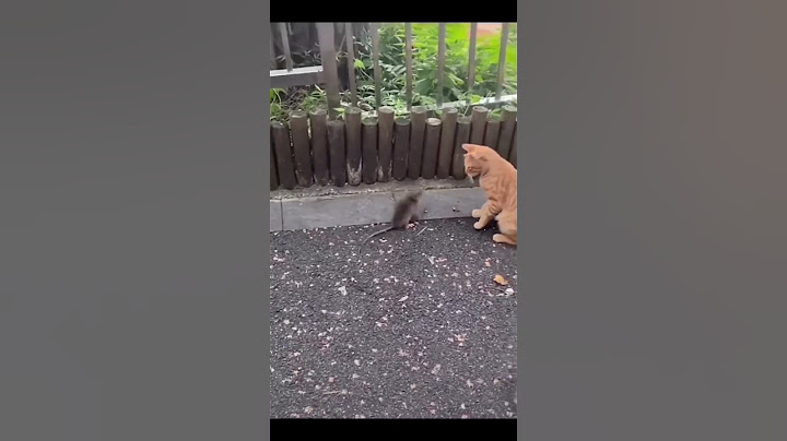 Cat Vs Rat 🤣