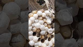 3D printed honeycomb infill - Wasps...I got stung