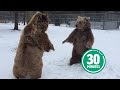 30 Minutes Of HILARIOUS HUGGABLE Bears