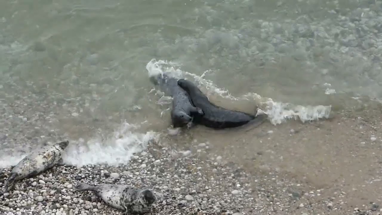 Seals play fighting (2022)