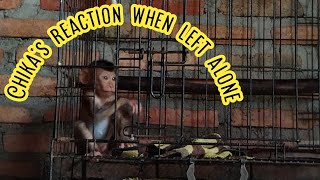 Chikas Reaction When Left Alone