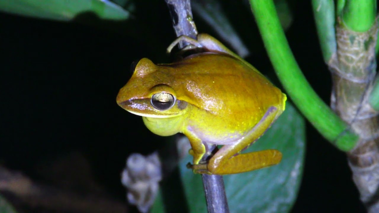 Vocalização de Boana albopunctata