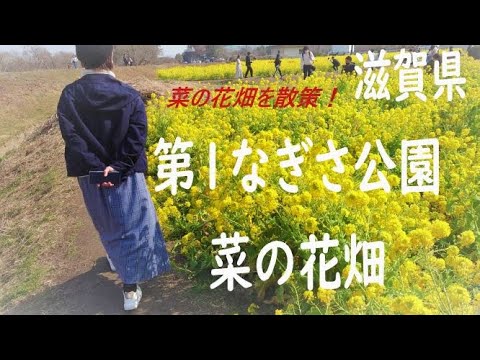 第1なぎさ公園の菜の花畑 菜の花畑とても綺麗 滋賀観光スポット Youtube