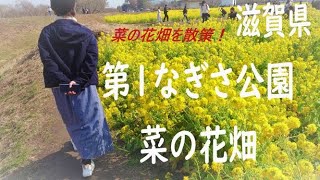 第1なぎさ公園の菜の花畑 菜の花畑とても綺麗 滋賀観光スポット Youtube