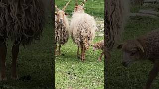 Die Zackelschafe mit ihren gedrehten Hörnern #sheep