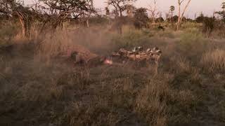African Wild Dogs Take Down Impala